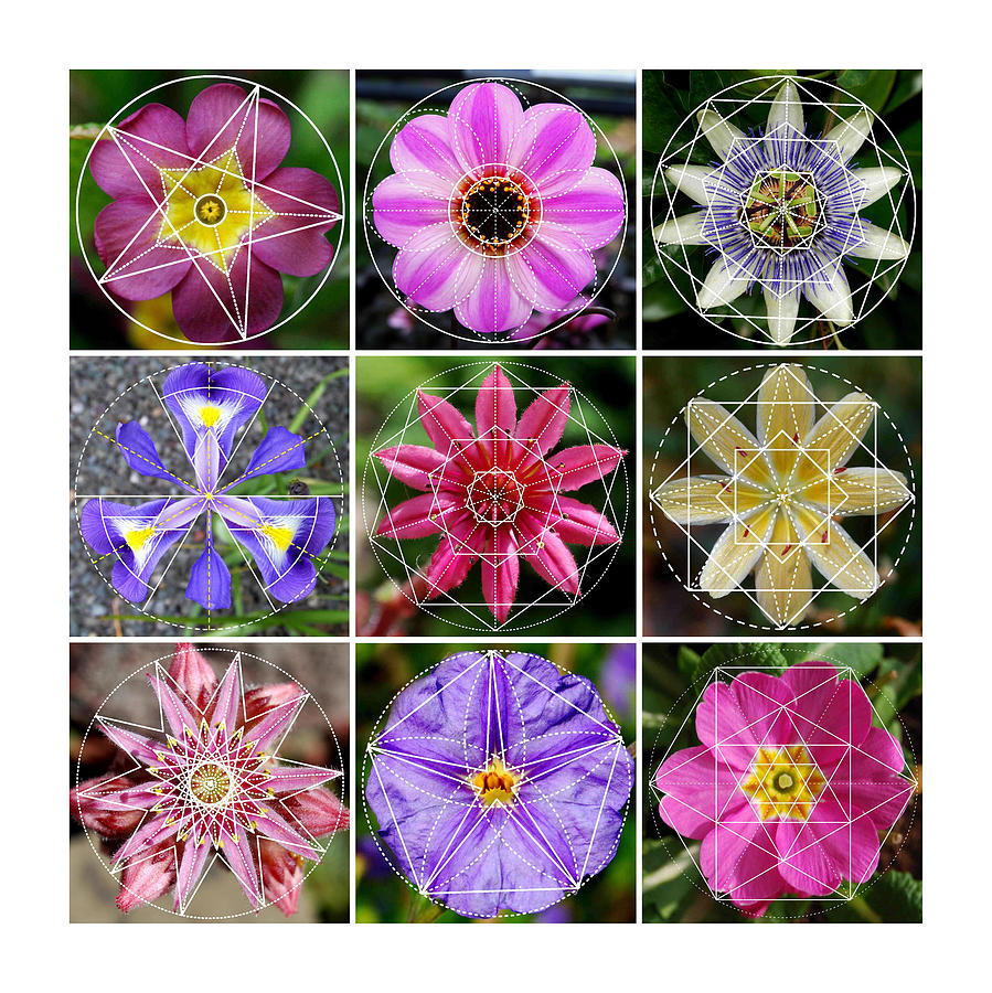 Flower Sacred Geometry Art Codes Digital Art by Dean Marston Fine Art