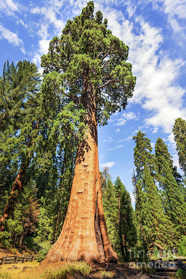 Gigantic Sequoia trees in Sequoia National Park, California USA ...