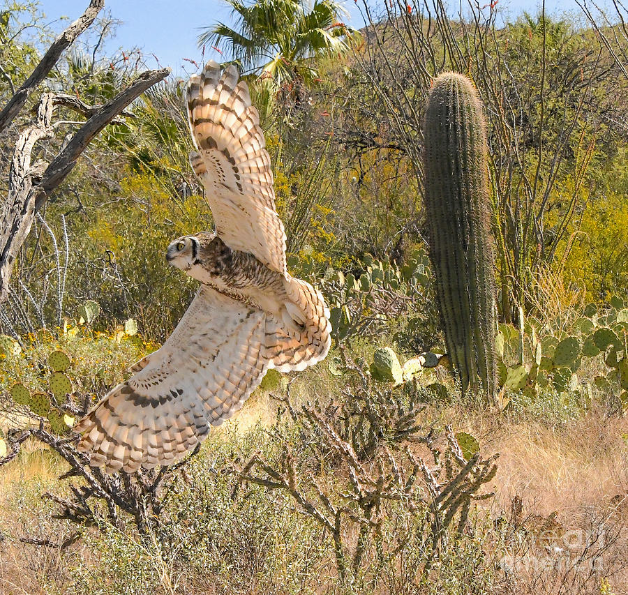 The Beautiful Great Horned Owl Digital Art by Tammy Keyes