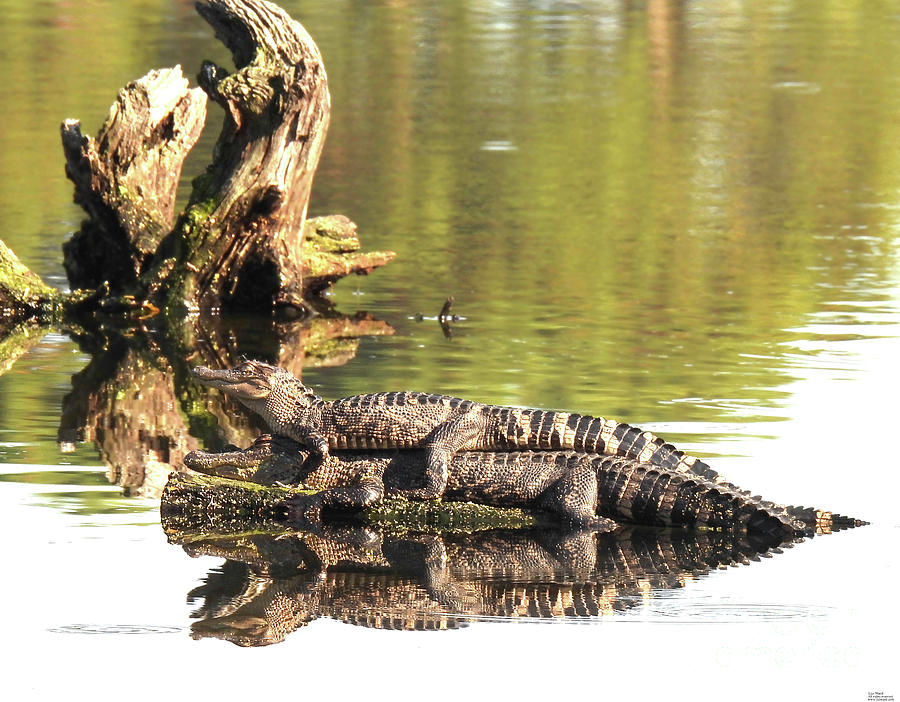 12 Harris Neck NWR Photograph by Lizi Beard-Ward | Fine Art America