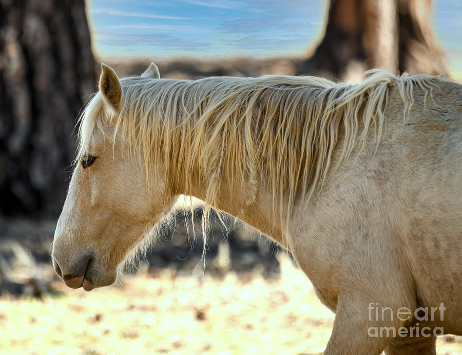 Heber Wild Horse #12 Digital Art by Tammy Keyes