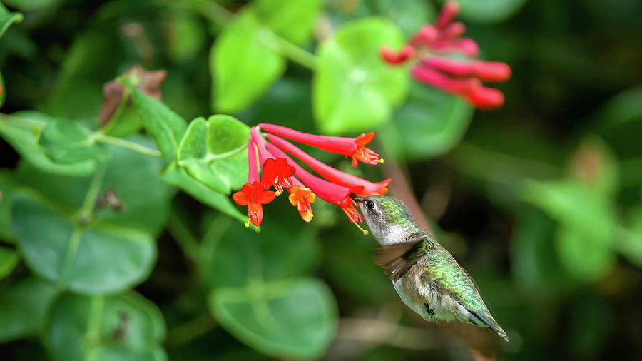 Hummingbird #12 Photograph by Jeffrey PERKINS