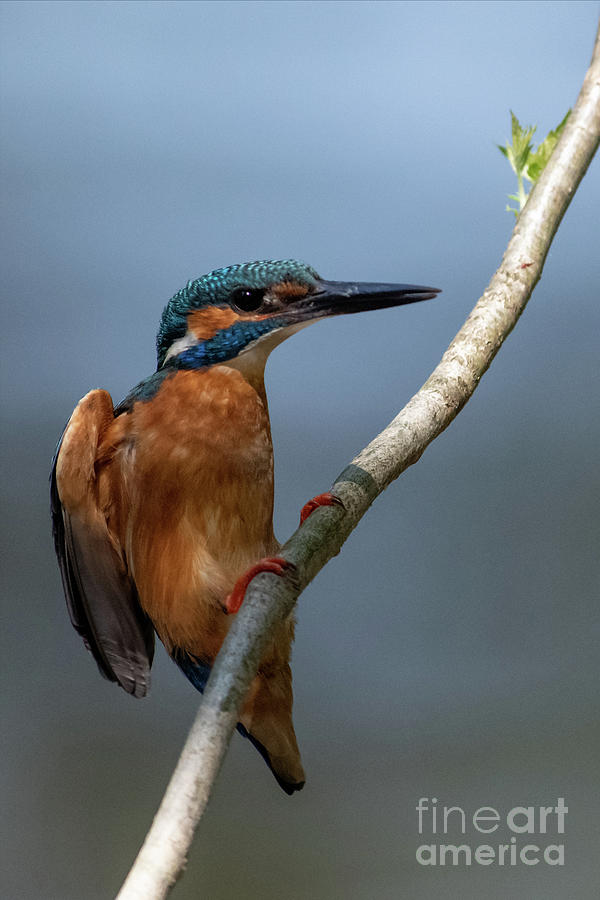 Kingfisher #12 Photograph by Jorgen Norgaard