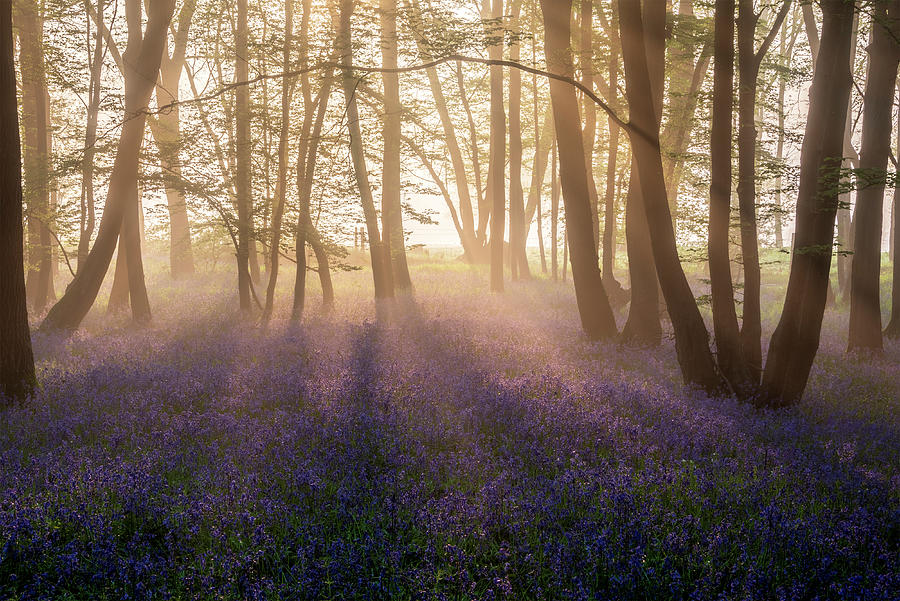 Lovely Spring Bluebell Forest With Light Layer Of Fog Giving Cal Photograph