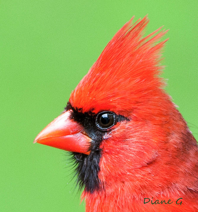 Male Cardinal #12 Photograph by Diane Giurco
