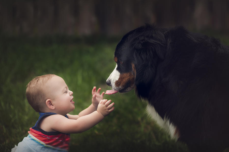 12 Month Old Baby Boy Interacts Lovingly with Large Bernese Mountain Dog Photograph by Jill Lehmann Photography