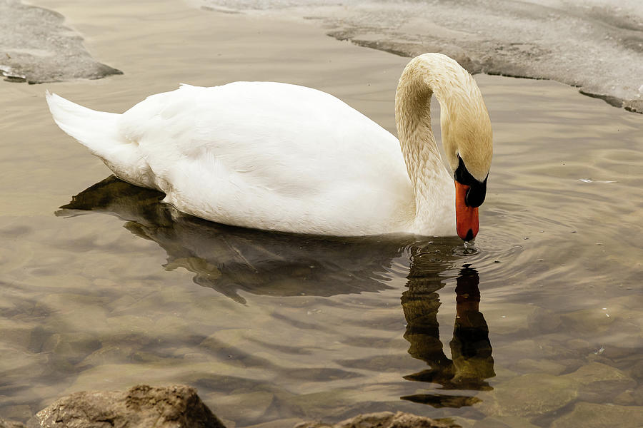 Mute swan #12 Photograph by SAURAVphoto Online Store