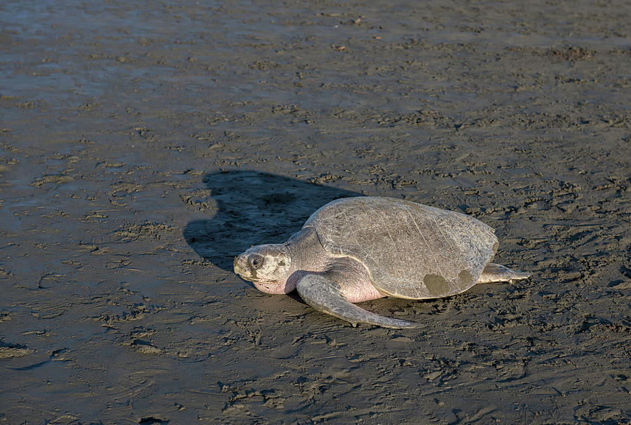 Olive Ridley Sea Turtles Photograph