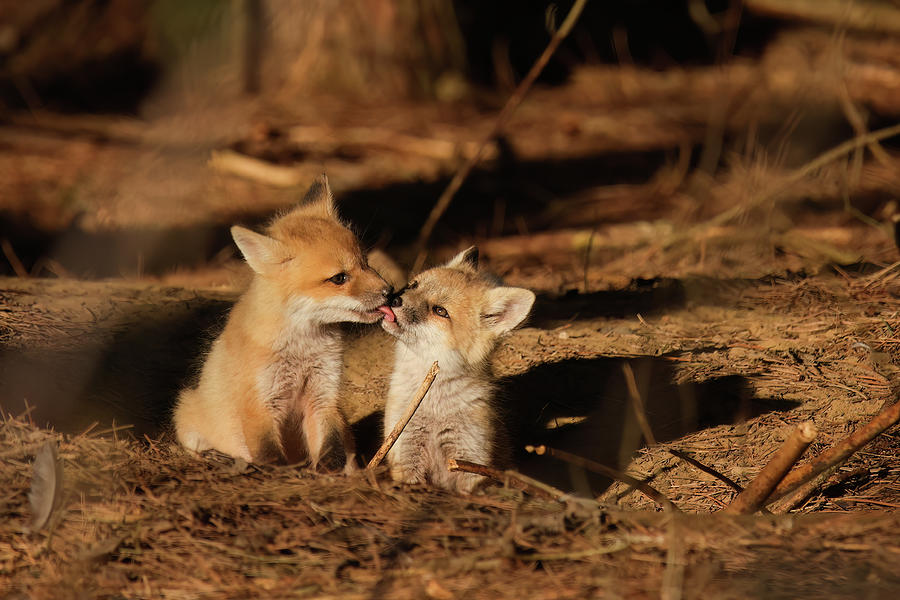 Red Fox Kit #12 Photograph by Brook Burling