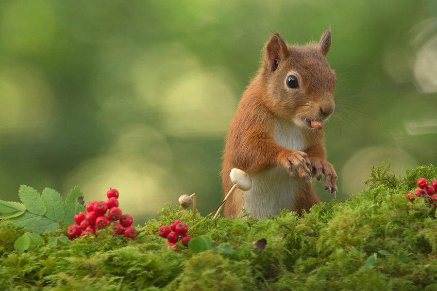 Red Squirrel #12 Photograph by Gavin MacRae