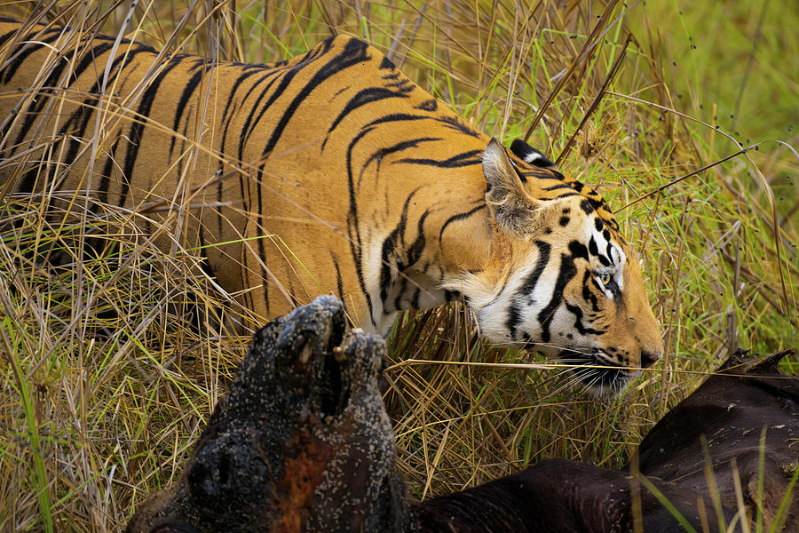 Royal Bengal Tiger #12 Photograph by Kiran Joshi
