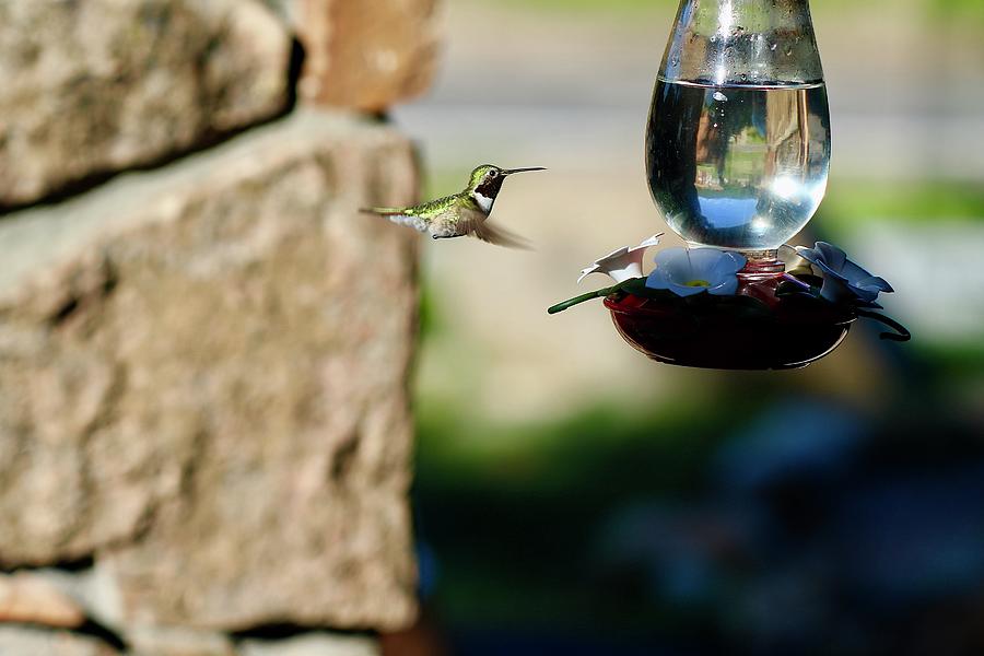 Ruby-Throated Hummingbird #12 Photograph by John Dart
