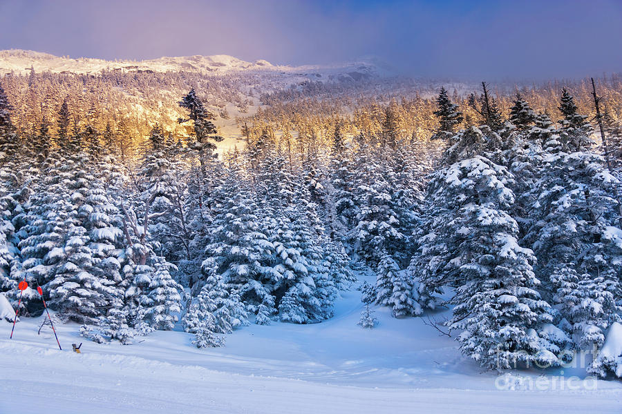 Snow Covered Trees Photograph