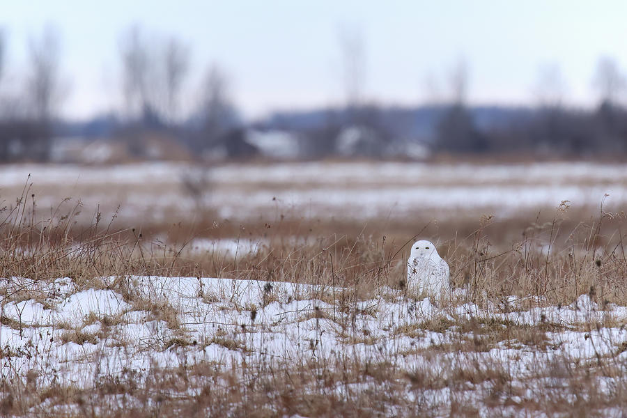 Snowy Owl #12 Photograph by Brook Burling