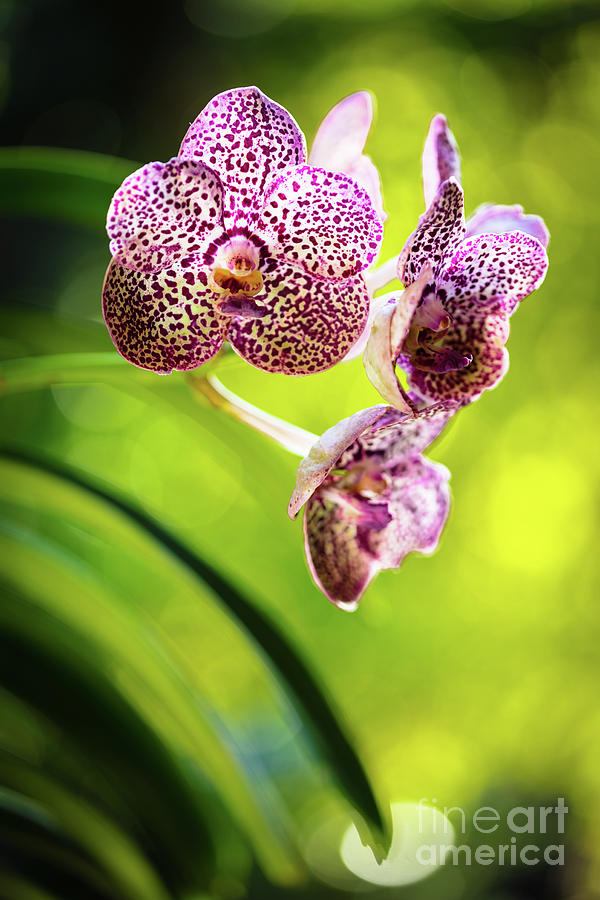 Spotted Orchid Flowers Photograph by Raul Rodriguez