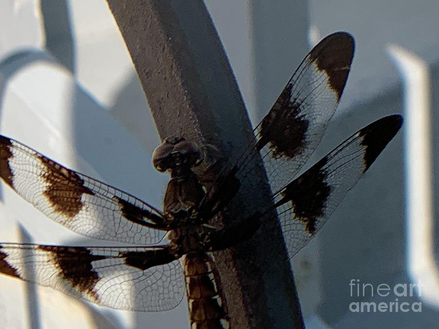 12 Spotted Skimmer Photograph by Catherine Wilson