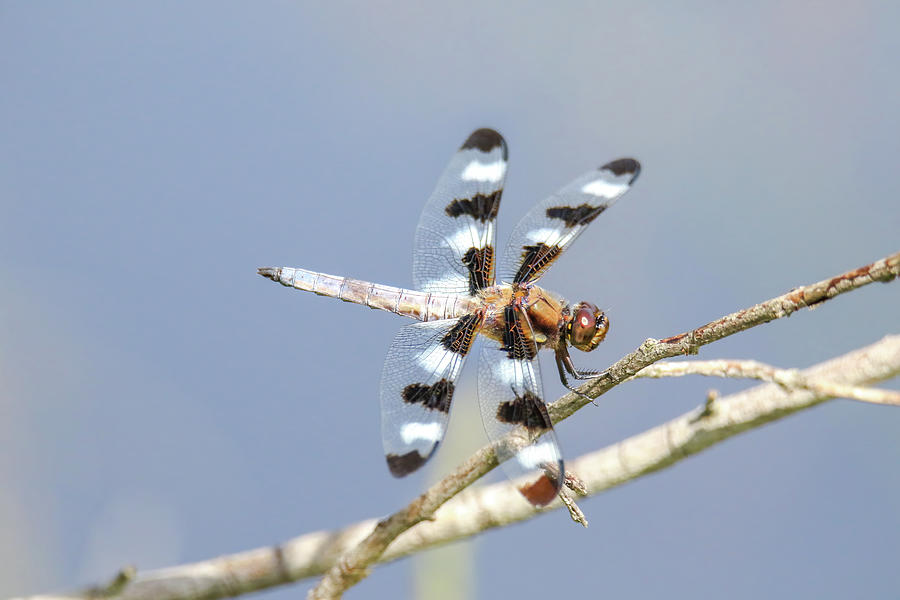 12 Spotted Skimmer Dragonfly Photograph by Brook Burling