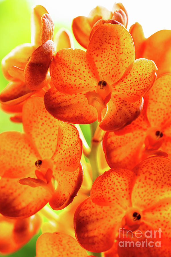 Spotted Tangerine Orchid Flowers #12 Photograph by Raul Rodriguez