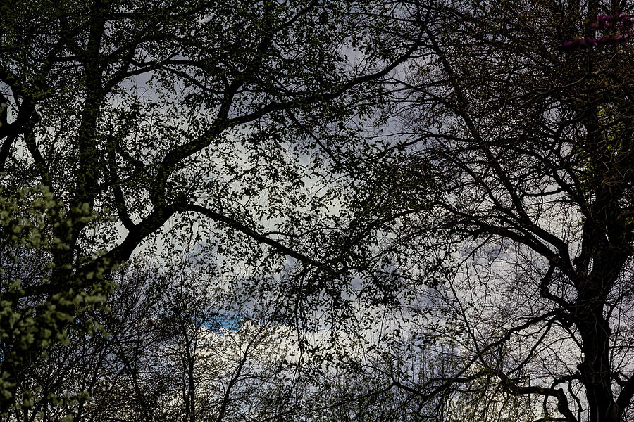Spring Trees and Rainclouds #12 Photograph by Robert Ullmann