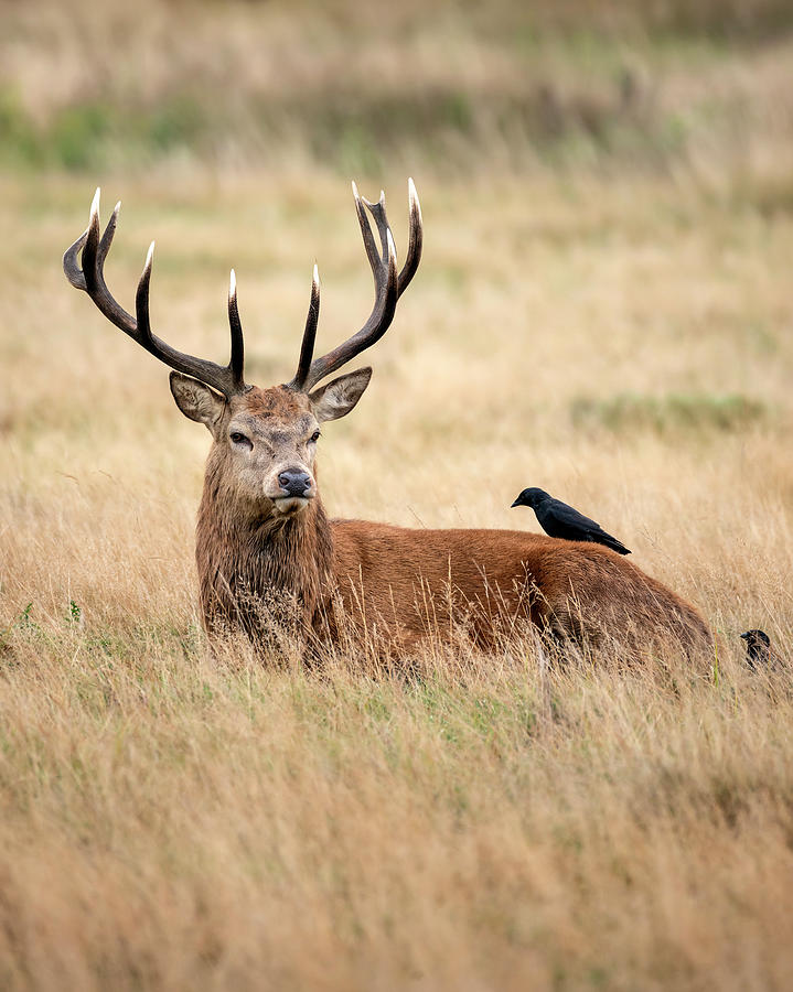 Wildlife Photograph - Sutning portrait of red deer stag Cervus Elaphus in Autumn Fall  #12 by Matthew Gibson
