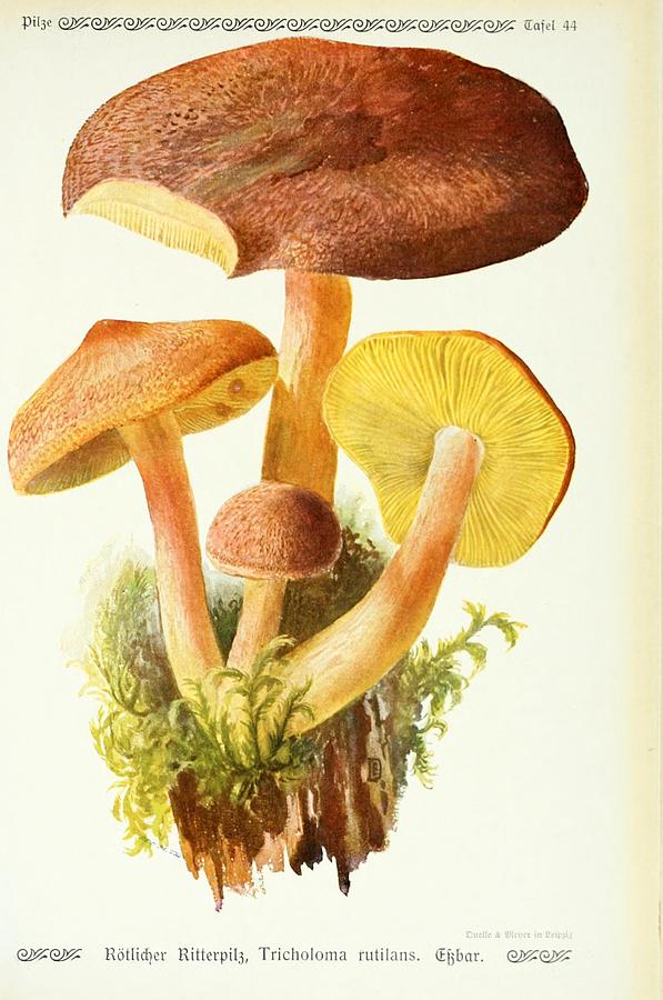 Vintage Fungi Illustrations #12 Mixed Media by World Art Collective