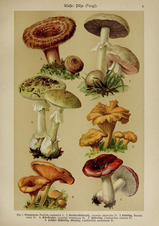 Vintage, Poisonous and Fly Mushroom Illustrations #12 Mixed Media by World Art Collective