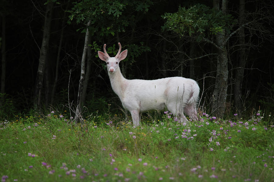 White Buck #12 Photograph by Brook Burling