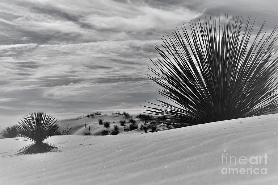 White Sands National Park Photograph by Leslie M Browning