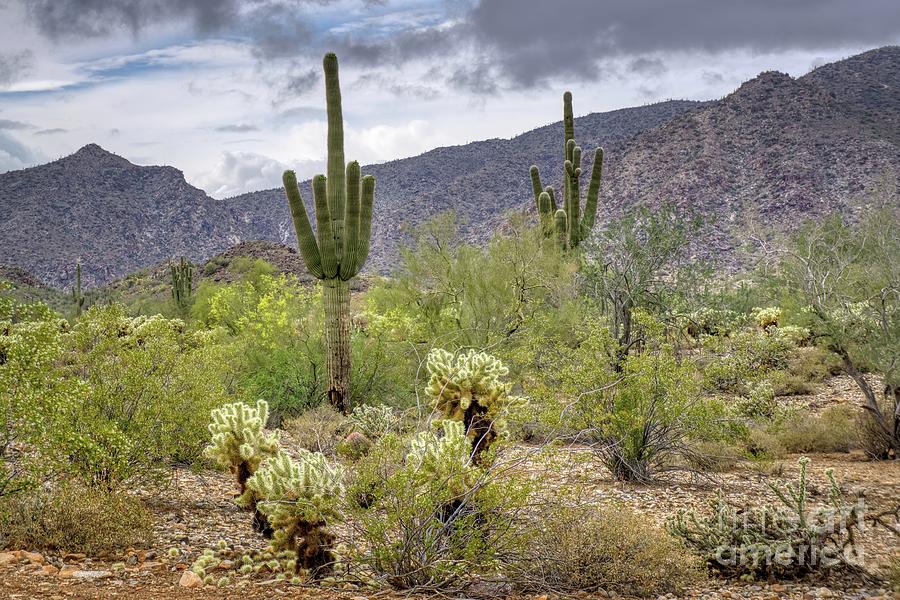 White Tank Mountain Scenes Near Phoenix Arizona #12 Photograph by Kenneth Roberts