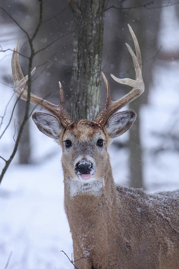 Whitetail Buck #12 Photograph by Brook Burling