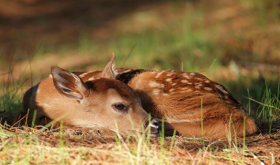 Whitetail Fawn #12 Photograph by Brook Burling