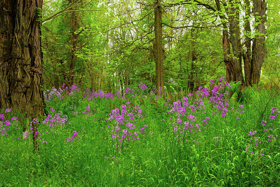 Wild Flowers along a woods edge-Howard County Indiana Photograph by ...
