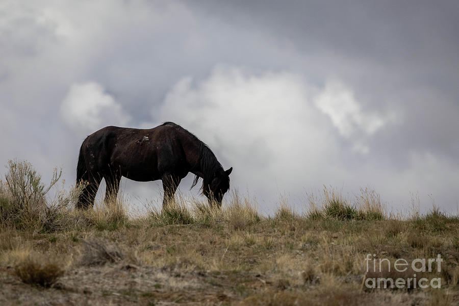 Wild Horses #12 Photograph by Julie Argyle