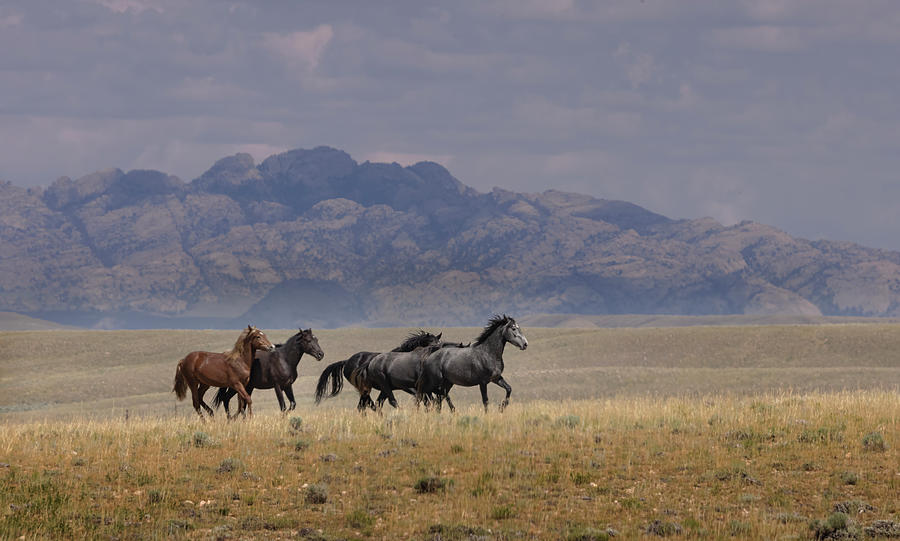 Wild Horses #12 Photograph by Laura Terriere