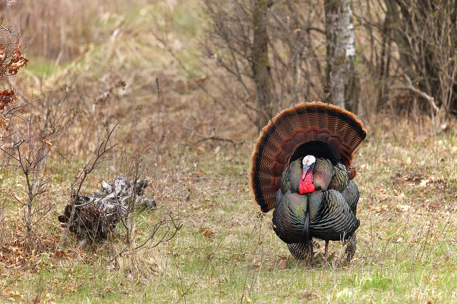 Wild Turkey #12 Photograph by Brook Burling