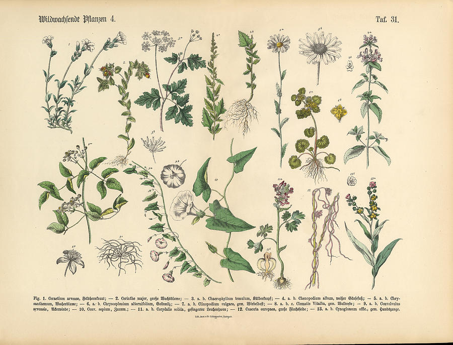 Wildflower and Medicinal Herbal Plants, Victorian Botanical Illustration #12 Drawing by Bauhaus1000