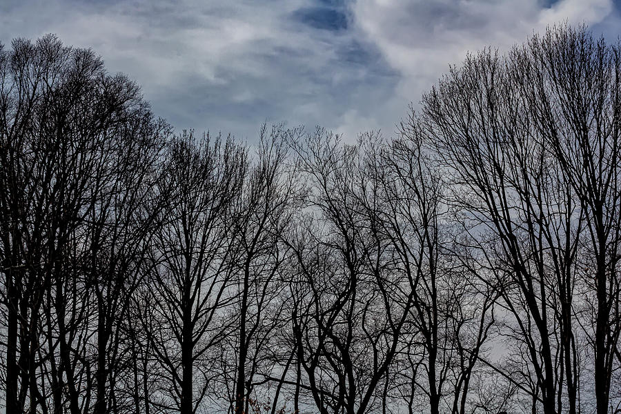 Winter Trees Sky and Clouds #12 Photograph by Robert Ullmann