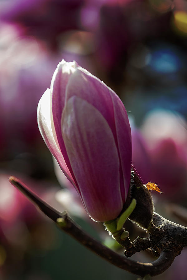 Magnolia Blossom #120 Photograph by Robert Ullmann