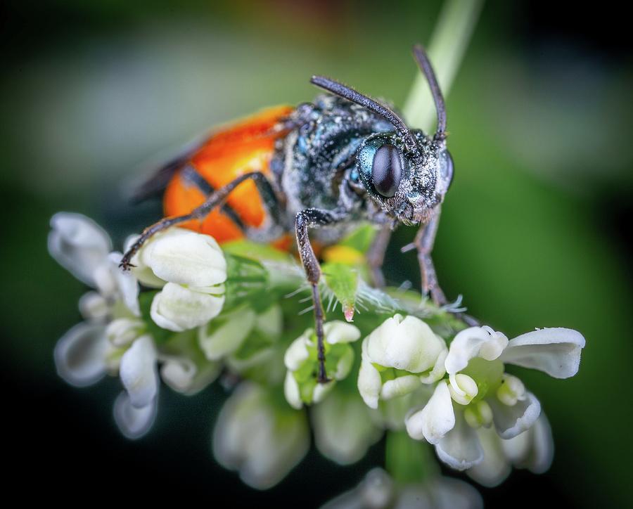 Stunning close-up photo of insects #120 Mixed Media by Nature Photography