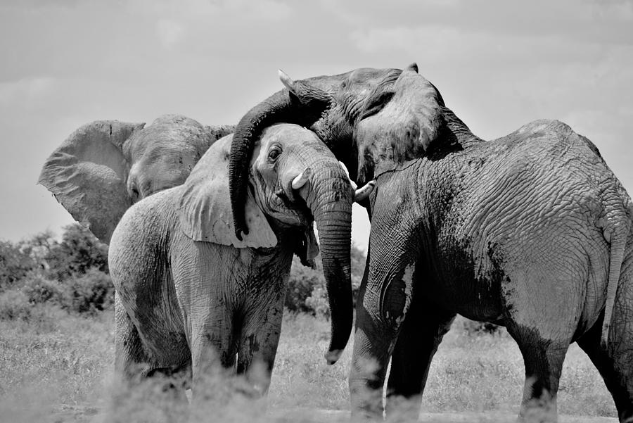 12,000pixel - 500dpi, High Quality Photograph - Elephant Family II ...