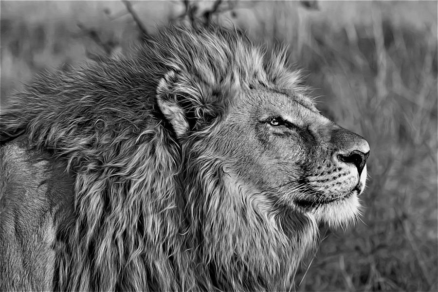 12,000pixel - 500dpi, High Quality Photograph - Lion King VI - Black ...