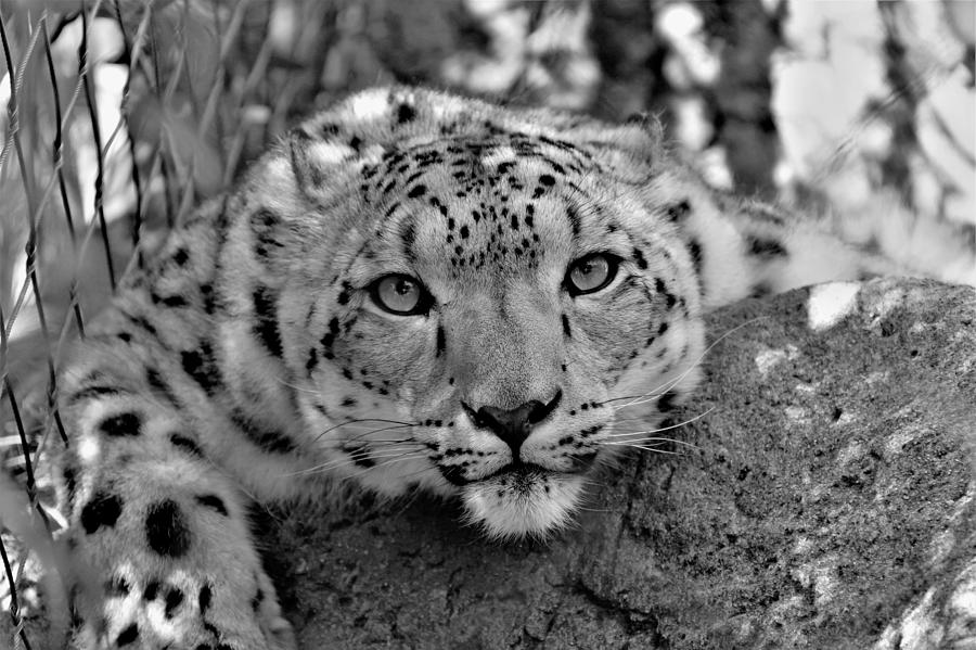 12,000pixel - 500dpi, High Quality Photograph - Snow Leopard II - Black ...
