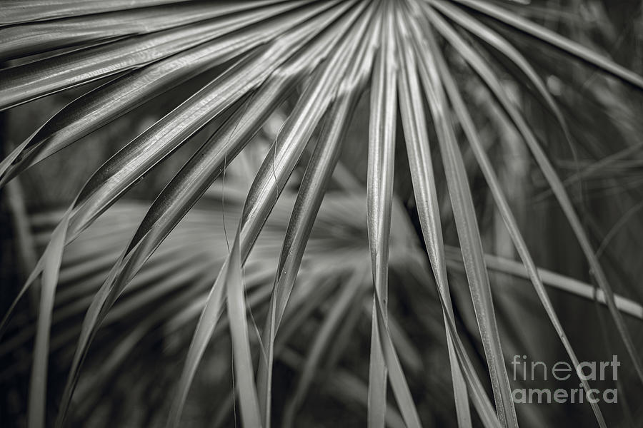 121 / Forest Of Palm Fronds Photograph
