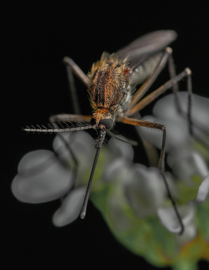 Insects Mixed Media - Stunning close-up photo of insects #124 by Nature Photography