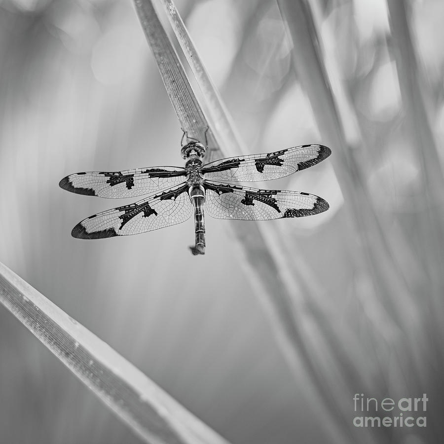 126 / Dragonfly Photograph