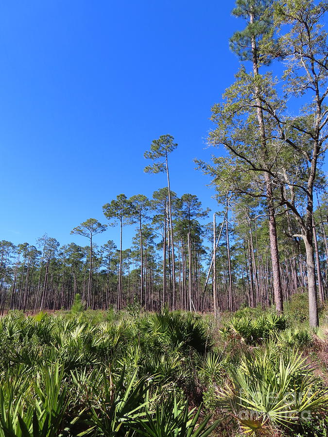 1278 - Pine Trees and Palmetto Bushes in Florida Photograph by Deborah ...