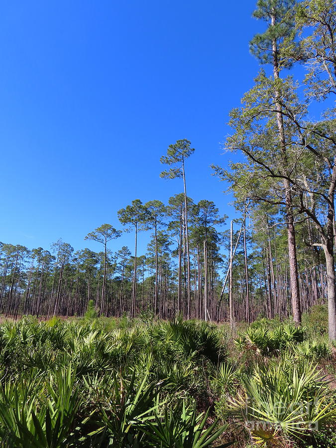 1279 - Pine Trees and Palmetto Bushes in Florida Photograph by Deborah ...