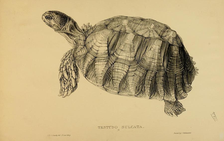 Vintage Turtle and Tortoise illustrations Mixed Media by Beautiful ...