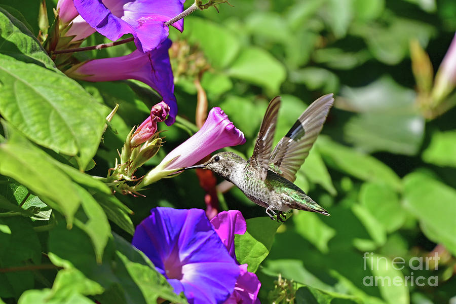 Annas Hummingbird #13 Photograph by Amazing Action Photo Video