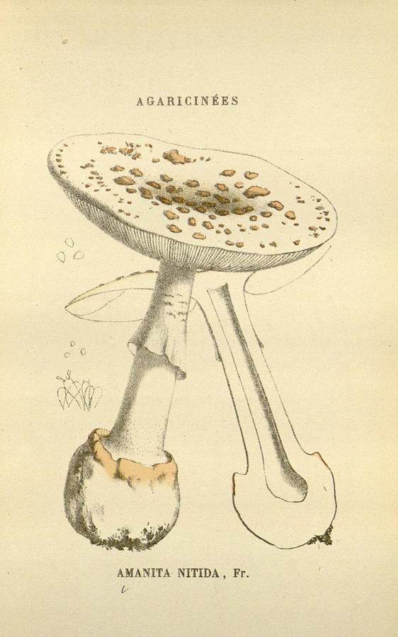 Antique Mushroom Illustration #13 Mixed Media by World Art Collective